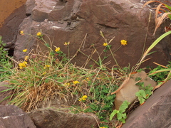 Lotus uliginosus