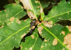 Picromerus nigridens