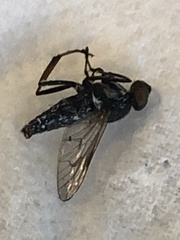 Ozodiceromyia notata