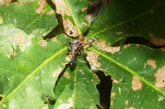 Picromerus nigridens