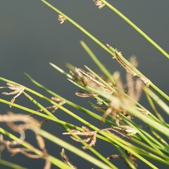 Cyperus laevigatus distachyos