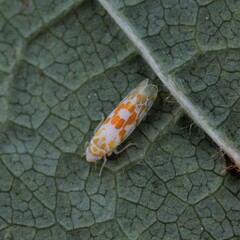 Typhlocyba quercus