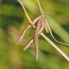 Cyperus laevigatus distachyos