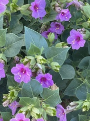 Mirabilis multiflora pubescens