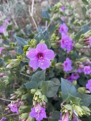 Mirabilis multiflora pubescens