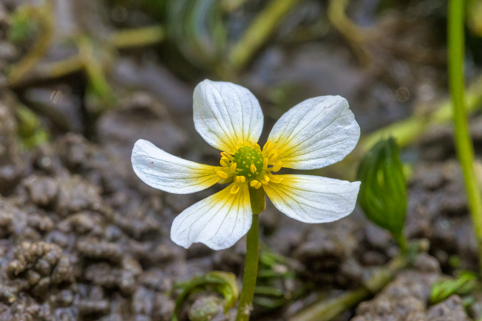 Ranunculus aquatilis