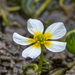 Common Water-Crowfoot - Photo (c) Radd Icenoggle, some rights reserved (CC BY-NC), uploaded by Radd Icenoggle