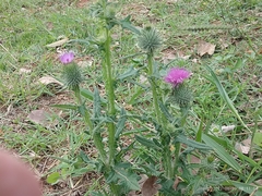 Cirsium vulgare