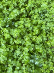 Pilea nummulariifolia