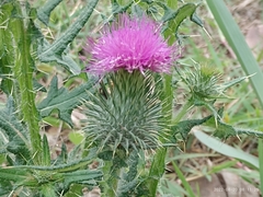 Cirsium vulgare