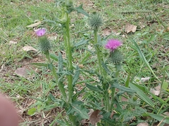 Cirsium vulgare