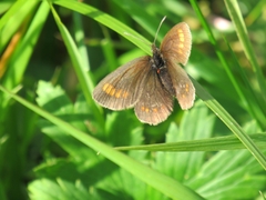 Erebia pharte