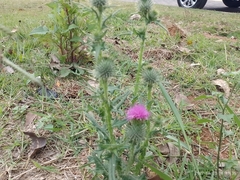 Cirsium vulgare