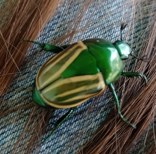 Macraspis festiva