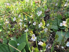 Euphrasia officinalis