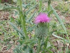 Cirsium vulgare