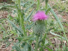 Cirsium vulgare