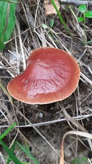 Suillus clintonianus