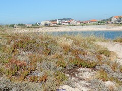 Crucianella maritima