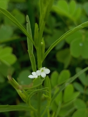 Striga angustifolia