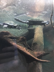 Chelodina rugosa