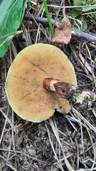Suillus clintonianus