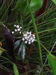 Asclepias perennis