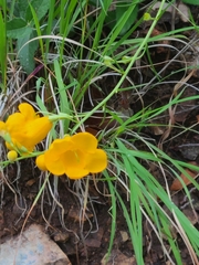 Brachystigma wrightii