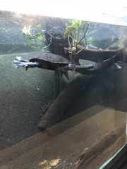 Chelodina rugosa