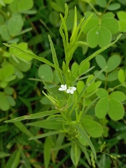 Striga angustifolia