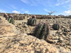 Melocactus