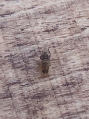 Eristalinus taeniops