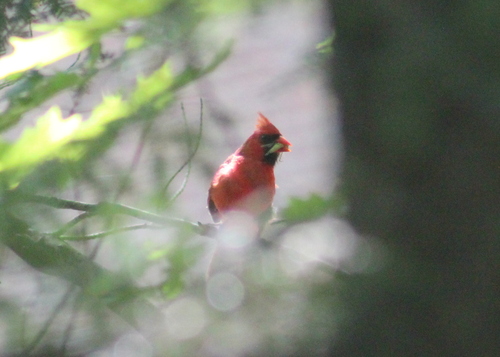 Northern Cardinal photographed in New Hampshire