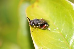 Brachymeria podagrica