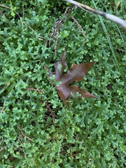 Selaginella sinensis
