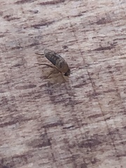 Eristalinus taeniops