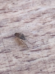 Eristalinus taeniops