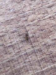 Eristalinus taeniops