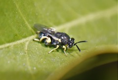Brachymeria tibialis