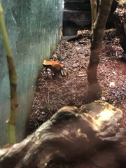 Ranitomeya reticulata