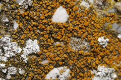 Athallia holocarpa