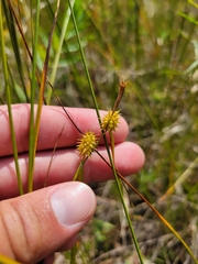 Carex cryptolepis
