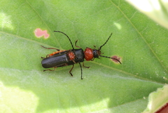 Silis ruficollis