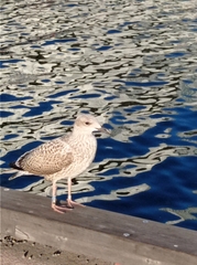 Larus