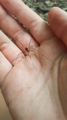Leptobunus parvulus