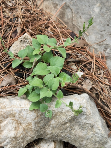 Torrey's wrightwort (Carlowrightia torreyana)