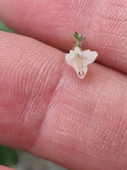 Carlowrightia torreyana