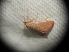Hypsopygia incarnatalis