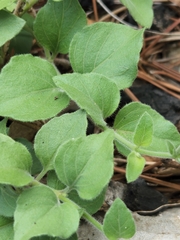 Carlowrightia torreyana