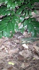 Hoplobatrachus chinensis